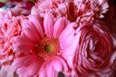 pink-flowers_edited-1.jpg